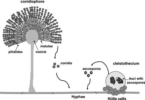 First, haploid cells of compatible mating trichogynes adjust their growth pattern in the direction of conidia of opposite mating type. Reproduction in Organisms - Study Material for NEET (AIPMT ...