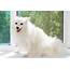 Japanese Spitz Full Pro History And Care