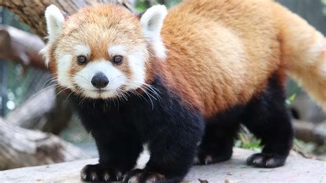 Animal Of The Month Red Panda Assiniboine Park Conservancy