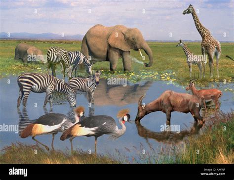 Wild African Animals At A Waterhole Stock Photo 9683054 Alamy
