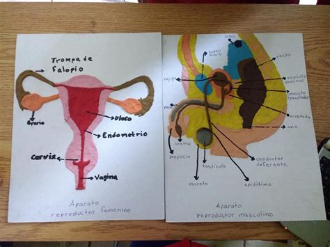 Sistema Reproductor Masculino Y Femenino Sistema Repr