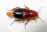 California Cockroach