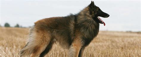 The belgian cat's case was confirmed using samples from its feces. Belgian Tervuren - Dog Breed history and some interesting ...