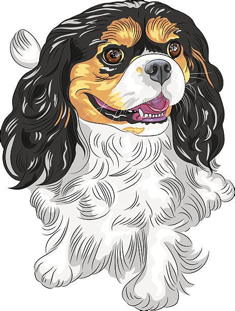 Royalty Free Cavalier King Charles Spaniel Clip Art Vector Images