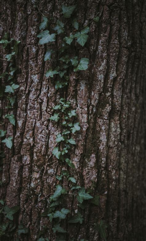 Free Tree Image On Unsplash