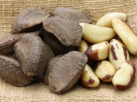 What Are Brazil Nuts Information And Tips On Growing Brazil Nuts