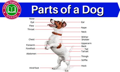 Dog Body Parts Name With Pictures