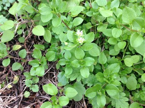 Chickweed Mississippi State University Turfgrass Management