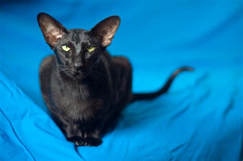 Usyaka And Pirate Photos Of The Oriental Shorthair Cat