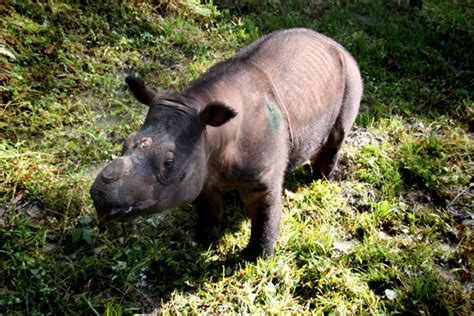 By law in indonesia, following the rare animals are prohibited to be maintained if without the approval of the authorities. Malaysia may loan Indonesia rhinos to save species from ...