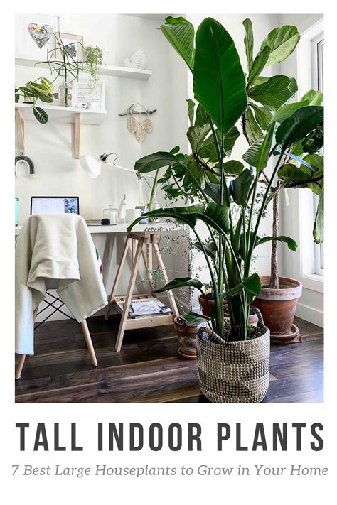 Tall Indoor Plants 7 Best Large Houseplants To Grow In Your Home My