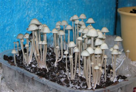 Panaeolus Cyanescens The Ultimate Mushroom Guide