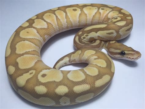 Coral Glow Butter Ball Pythons For Sale Snakes At Sunset