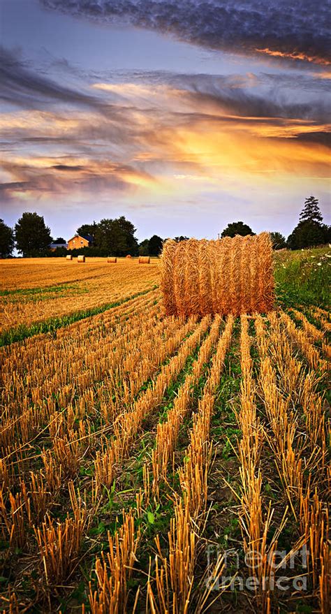 Golden Sunset Over Farm Field In Ontario Photograph By Elena Elisseeva