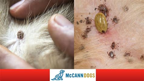 How To Check Your Dog For Ticks Tick Hiding Spots Professional Dog