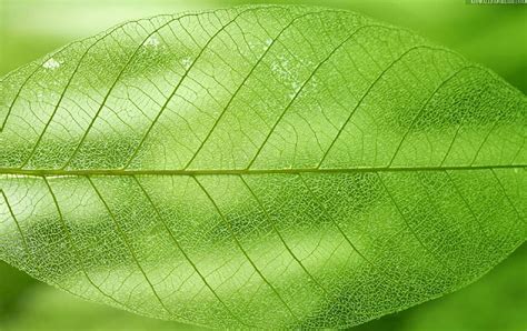 Leaf Green Veins Macro Hd Wallpaper Peakpx
