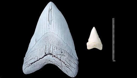 Megalodon The Largest Shark Ever Existed