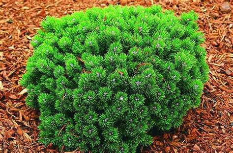 Top 10 Dwarf Conifers Small Space Gardening Birds And Blooms