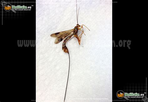 Giant Ichneumon Wasp Long Tailed