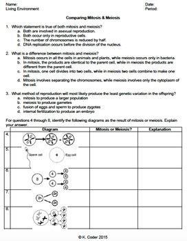 This worksheet is intended to reinforce concepts related to meiosis and sexual reproduction. Comparing Mitosis And Meiosis Worksheet Answers Key - worksheet
