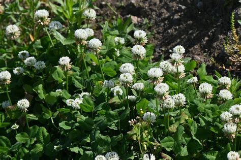 White Clover Trifolium Repens Flowers Stock Photo Image Of