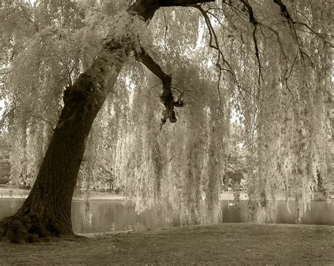 Weeping Willow Tree V2 Boston Public Gardens Flickr