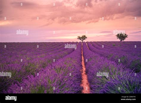 Panoramic View Of French Lavender Field At Sunset Sunset Over A Violet
