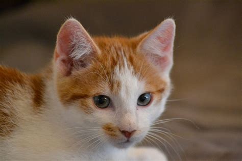 Cat Kitten Pet Cute Free Photo On Pixabay Pixabay