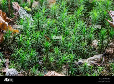 Moss On Forest Floor Stock Photo Alamy