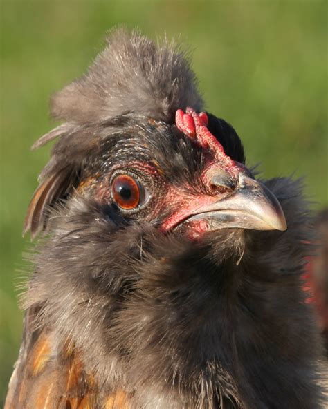 Free Images Farm Wildlife Beak Chicken Fowl Fauna Poultry Hen