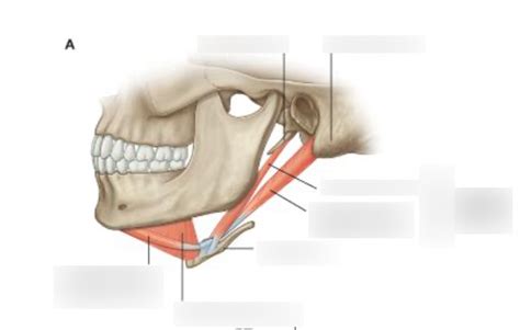 Innervation Of Digastric And Stylohyoid Muscles Diagram Quizlet