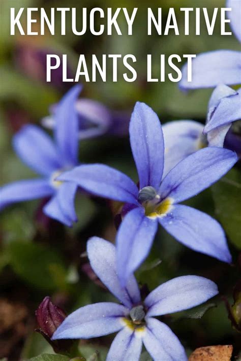 Kentucky Native Plants List 8 Low Maintenance Ideas For Your Ky Landscape