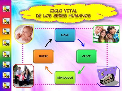 Ciclo Vital