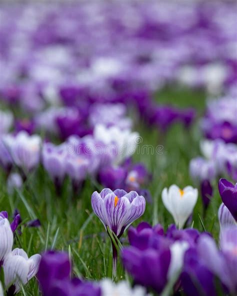 Purple And White Crocuses In The Grass Photographed In Spring At The