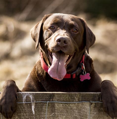 Britain's Favourite Dogs - Labradors crowned as Britain's ...