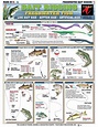 Simple bass fishing lures #bassfishinglures | Trout fishing lures ...