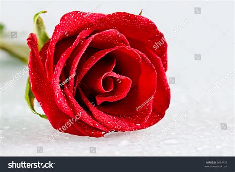 Closeup Open Rosebud Dew Drops On Stock Photo 9674734 Shutterstock