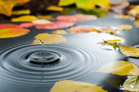 Puddle Water Straw Leaves Autumn Drop Drops Wallpaper 6184x4096