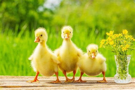 Baby Ducks Cute Baby Duck HD Wallpaper Pxfuel