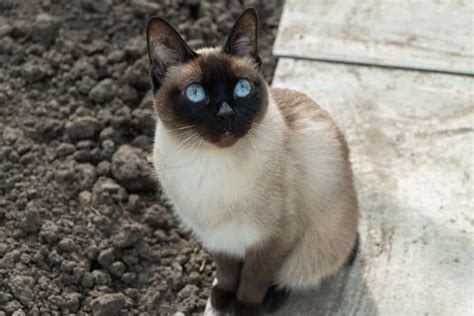 Do Siamese Cats Gain Weight During The Summer Bright Whiskers