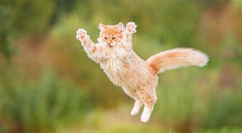 How High Can Cats Jump Safely Cat Vet Info