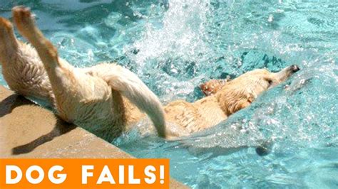 Funniest Dog Fail Compilation 2018 Funny Pet Videos
