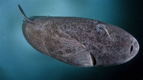 Der grönlandhai oder eishai ist ein hai aus der ordnung der dornhaiartigen. Der Grönlandhai ist das älteste Wirbeltier · Dlf Nova