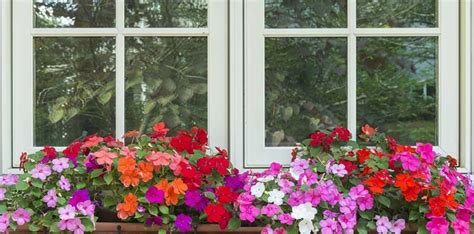 She has years of experience in caring for flowers and plants. 10 Best Flowers for Window Boxes in Shade | Window box ...