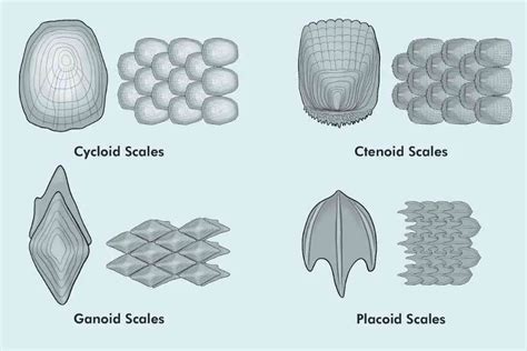 Fish Scales Types Functions And Uses Fish Article