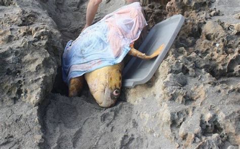 Sea Turtle Trapped Upside Down In Trench Is Rescued In Time Media News