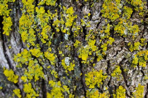 Yellow Mold On The Tree Bark Texture Stock Photo Image Of Green