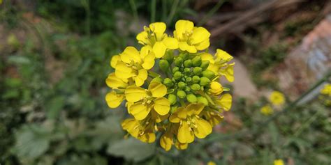 Mustard Plant