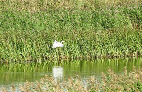 Flying White Heron Stock Image Image Of Lithuania Animal 100106769
