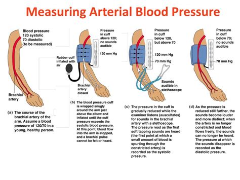 Ppt Blood Vessel Structure Blood Pressure And Systemic Vessels